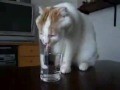 ** Auch Katzen haben Durst **