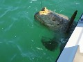 Giant 250 kg - Monster Goliath Grouper