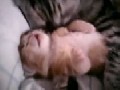 Babykatze hat Albträume