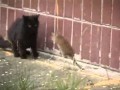 Ratte mischt Katzen auf