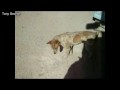 /46258e0940-dog-chasing-shadows-funny-compilation