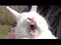 /90667f4f2d-animals-making-funny-sounds-and-noises