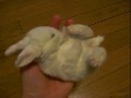 /ec1133f328-baby-bunny-sneeze