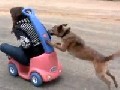 Hund schiebt Auto von Frauchen an
