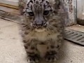 /91aa9257fc-baby-leopard