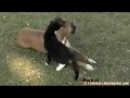 Kitteh Tortures Doggy