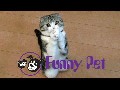 Best cute and funny animal vines 2015 ✔