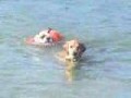 /cb651aa109-english-bulldog-swimming-in-ocean