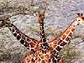 /c8f8298d8f-three-headed-giraffe