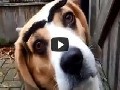 Witzige Hunde mit falschen Augenbrauen