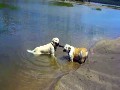 /52e1230abe-dogs-playing-in-the-water