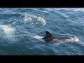 /acf023a620-boat-surrounded-by-10-great-white-sharks