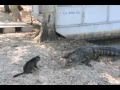 Showdown: Katze vs Aligatoren