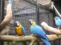 Intelligenter Papagei löst verschiedene Probleme um ans Fut