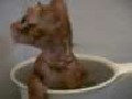 Kitten in a Cup of Water