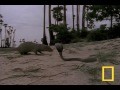 /f0978e693f-cobra-vs-mongoose