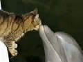 Cat Plays With Dolphin