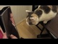 Cat hates Justin Bieber