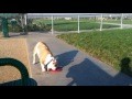 /2f056a0e53-funny-dog-video