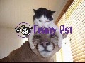 Funny Dogs And Cats Funny Animal Best Funny Videos Puppy 201