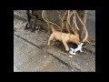 Cat and Dog Wrestling