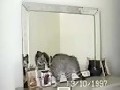 /b5db6af25f-spiegel-katze