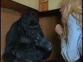 /3421aa17d0-koko-der-sprechende-gorilla-38