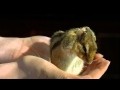 Adorable Chipmunk in Slow Motion