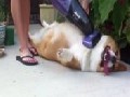 Corgi Is A Fan Of Getting Vacuumed