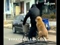 Hund auf dem Rad