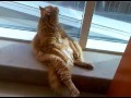Funny cat sits like human