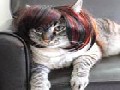 Creative Wigs & Costumes For Cats & Dogs