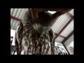 Cute owl loves to be petted