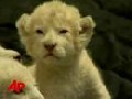 Raw Video: 3 Baby White Lions Debut