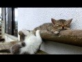 Kätzchen versucht ihren Freund zu wecken