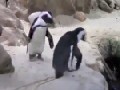 http://www.funsau.com/video/gemeiner-pinguin
