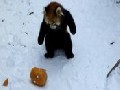 Red Panda Fights a Pumpkin