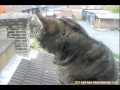 Kitteh Washes the Window