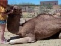 Meisje vindt kameel liev