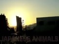 /2c0a37e061-japanese-animals