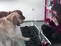 Dogs With A Perfect Pitch