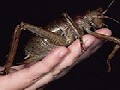 Meet Giant Weta – World’s Largest & Heaviest Insect
