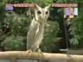 /8fe0d425ca-transformer-owl