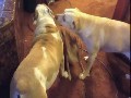 Dogs being cute together