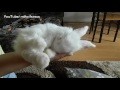 Baby Bunny Sleeping AWW