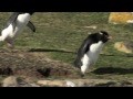 Penguin Fail - Best Bloopers