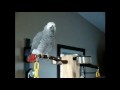 /968717e72f-funny-parrots-imitating
