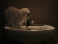 Wasser Katze
