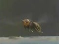 /15aa1da575-gigantic-japanese-hornets-vs-little-european-bees
