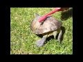 Schildkröte tanzt zu "Satisfaction"